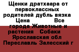 Щенки дратхаара от первоклассных  родителей(дубль вязка) › Цена ­ 22 000 - Все города Животные и растения » Собаки   . Ярославская обл.,Переславль-Залесский г.